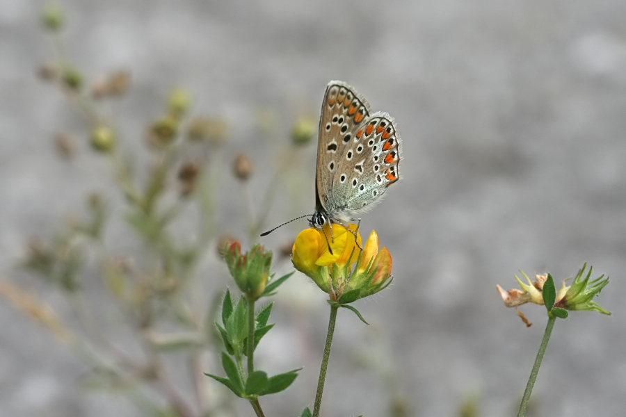 6130_Icarusblauwtje (v) - Plitvice N.P. (Kroatia).jpg